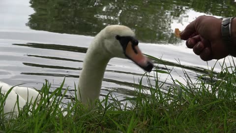 Greedy Swan gets Angry