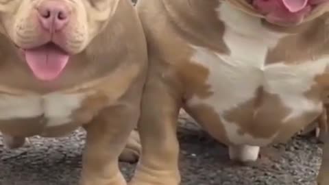 American bully | Pitbull dog status | Pitbull lover | Pitbull dog fight scene | Dangerous dog breeds