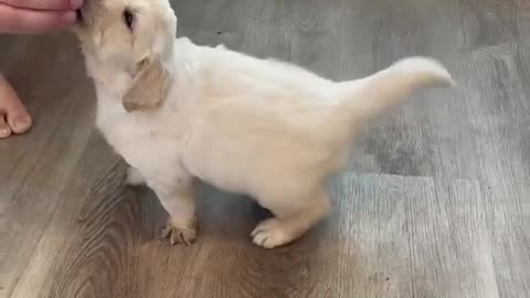 How to train sit your puppy