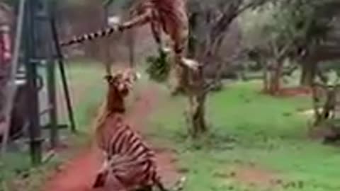 tigers can jump up to 15 feet