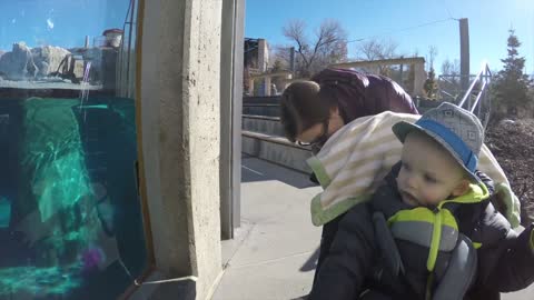 a mom and toddler in a stroller with seals at the zoo