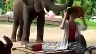 Amazing Natural Elephant Spa.