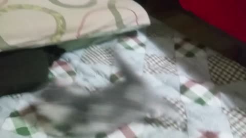 A baby cat is playing on the bed.