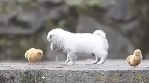 puppy play with little chicken. SO CUTE