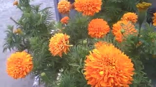 A small garden of orange marigold flowers, a very beautiful flower! [Nature & Animals]