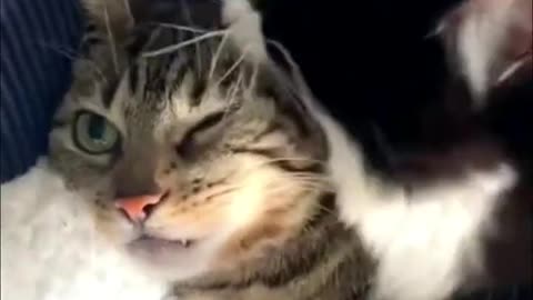 Funny Cute Cats videos.