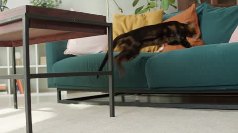 Bengal cat jumping on sofa in living room