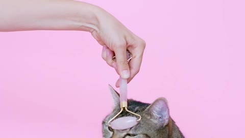 person massaging adorable cat with a facial roller