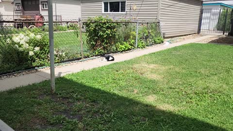 Two Cats Sunbathing