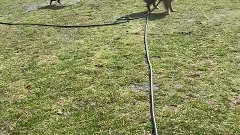 Australian Shepherds Have Fun with Hose