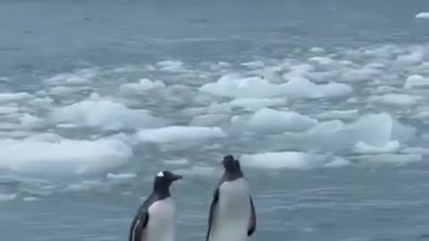 Cute penguin 🐧 video _ penguin 🐧 shorts _ #shorts #penguin