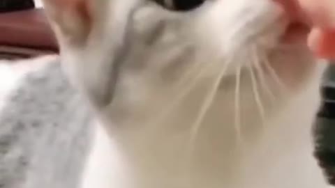 Cutest kitten ever | Hungry cat wants food | Funny cat videos |