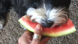 Adorable Dog Eating Watermelon Grabs a Nibble of Owner