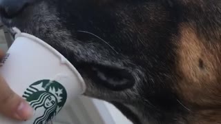 German shepherd eats cream out of starbucks cup