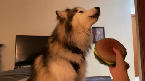 Husky howls louder each time squeaky toy makes noise