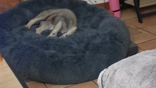 Wolfdog Pup Has a Rough Jump to Dog Bed