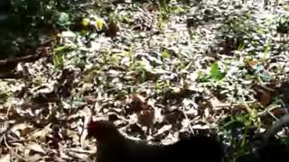 Dog and Chicken Play