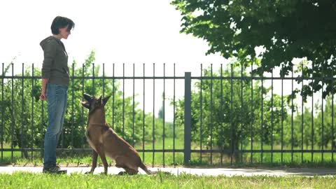 10 training dog commands
