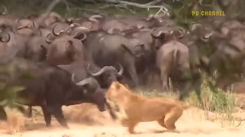 Lions attached by wild preys