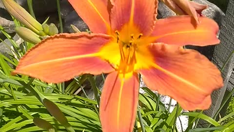 Tiger Lily