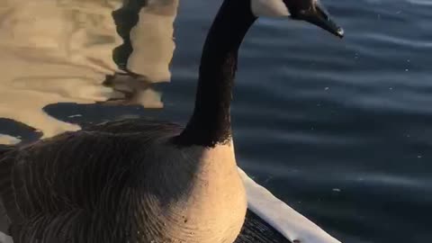 Goose wants to talk