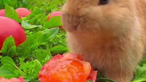 Invincible adorable bunny punch!