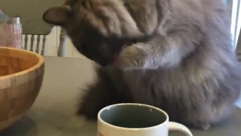 Cat loves her morning coffee.