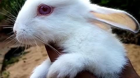 Adorable Baby Rabbits