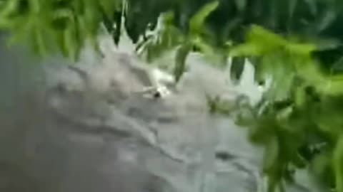 Random Dog Rescued From Raging Flood