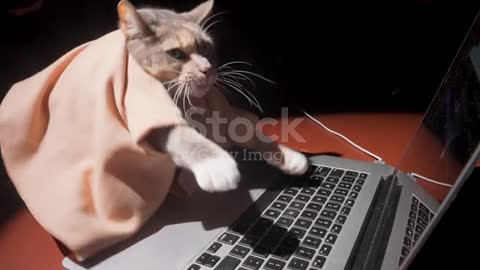A cat playing and having fun on the computer
