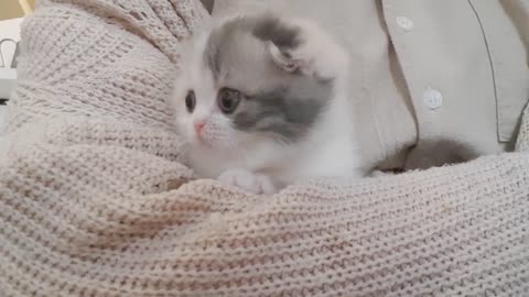 cute leg cat kitten videos short