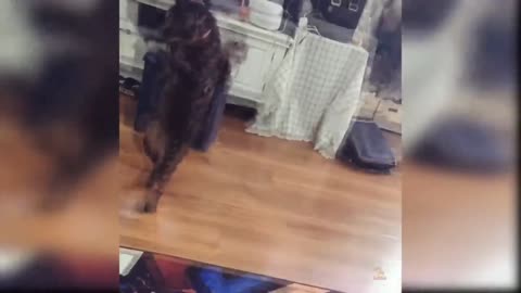 Funny cat.//Dancing Cat