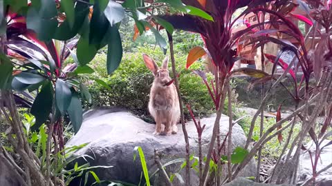 female Rabbit got stunned by red purple flower in garden
