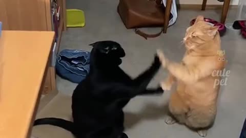 Double Trouble: Twice the Cuteness in Funny Cat Videos