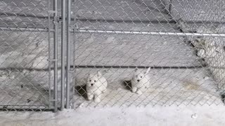 Snow puppies