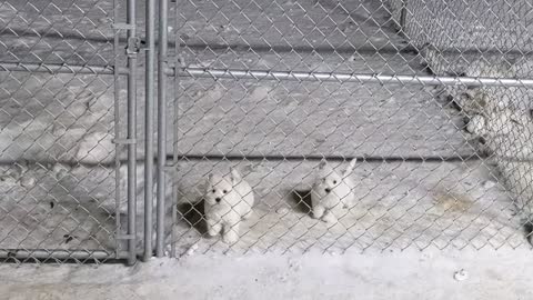 Snow puppies