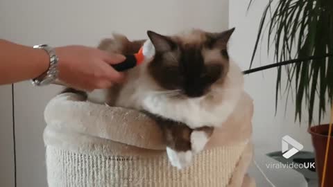 Ragdoll loves getting brushed