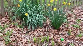 Daffodil plants