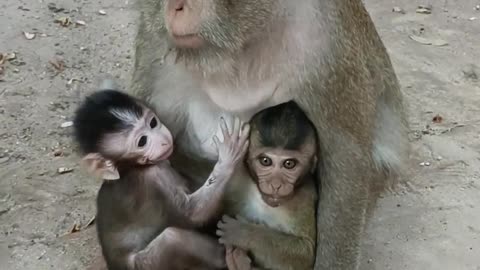 Both cute adorable little monkey need mom for nursing care 😍😍😍
