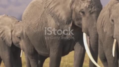 African elephant facts