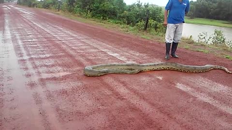 Big Snake Slithers across Road in Venezuela