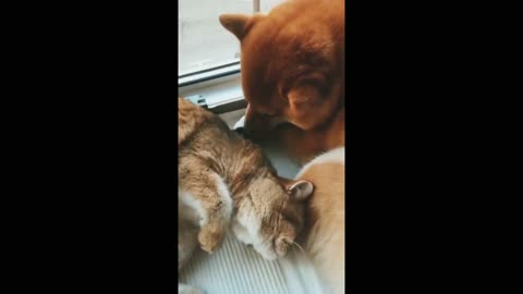 Funny Dogs | Funny Cats | Funny Videos || Cute Cat and Dog Relationships ❤️❤️