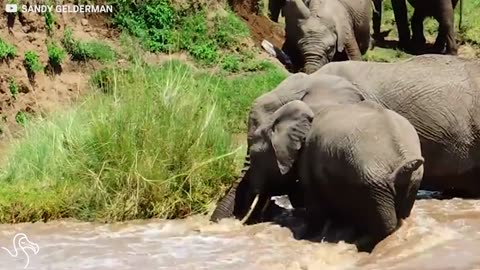 Elephants Get Together To Save Their Littlest Family Member