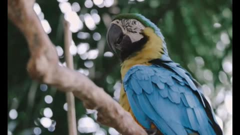 Beautiful Unique Parrots