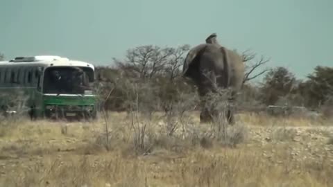 Elephant Charging Bus in Etosha National Park Namibie