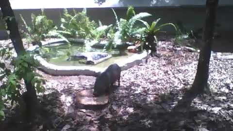 Porco do mato é visto comendo no parque, é um animal robusto [Nature & Animals]