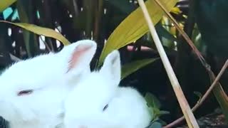 Rabbit Baby😍😍😍😍😍