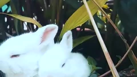 Rabbit Baby😍😍😍😍😍