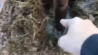 Farmer Warns Cows About Wrecking Fence Post