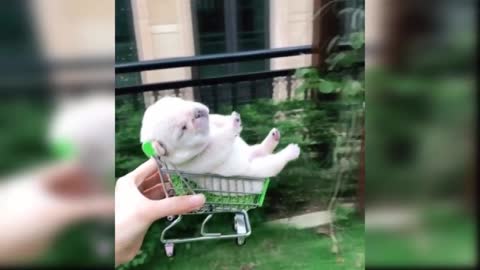 Cute Dog going to purchase video